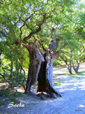 L' Abbaye de Sénanque