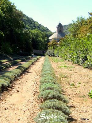 L' Abbaye de Sénanque