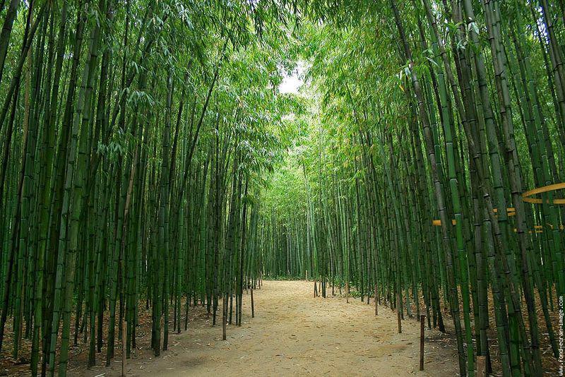 Les bambous les arbres les rochers (Su Dongpo)