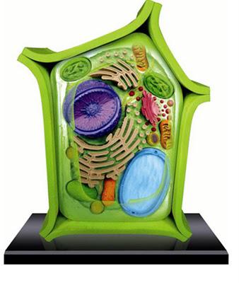 Toucher, manipuler la science anatomique