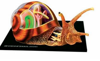 Toucher, manipuler la science anatomique