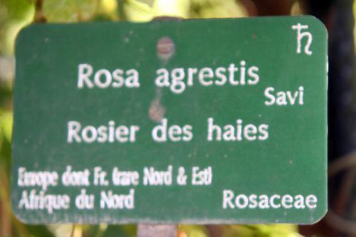 rosa agrestis étiq paris 10 oct 2010 074.jpg