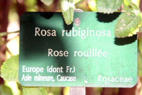rosa rubig étiq paris 10 oct 2010 061.jpg