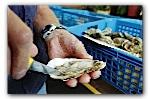 Bassin d’arcachon : les huîtres toujours en péril