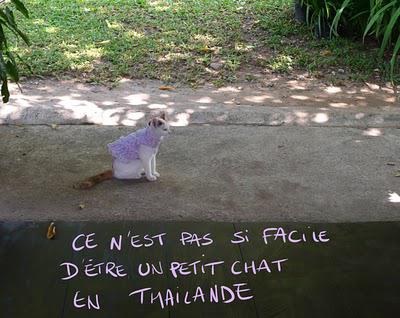 Les malheurs des petits chats et HAMALET en webcomic!