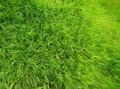 Vitalité: ginseng rouge