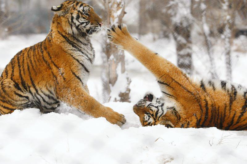 Vendredi 12 novembre, au zoo de Harbin, dans la province du Heilongjiang, dans le nord de la Chine, ces deux tigres jouent dans la neige. 
