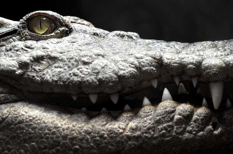 Ce crocodile Siamois est photographié au Tropiquarium de Servion, près de Lausanne, début novembre. Cette espèce est aujourd’hui l’une des plus menacées au monde. 