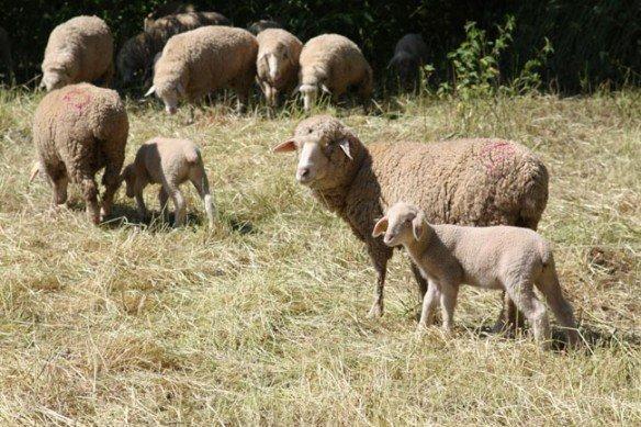Étang de Pierre la Treiche - Troupeau de moutons