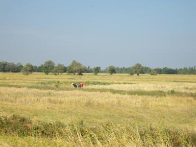 AprĂ¨s la Mousson,la Moisson!