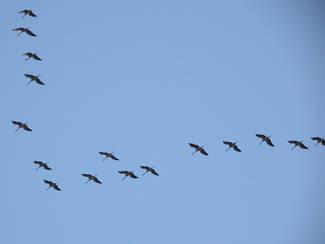Les recettes de l’oncle Chambolle (n°10) grues.1290107960.jpg