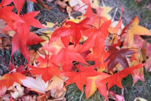 chute feuilles d'automne