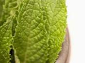 L’huile essentielle sauge