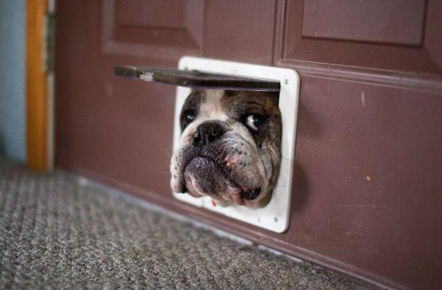 Bulldog trying to get through a catdoor