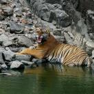 thumbs animaux fun 004 Animaux drÃ´les du Jour (37 photos)