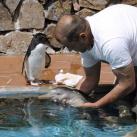 thumbs amitie avec un dauphin et un penguin 002 Une amitiÃ© avec un dauphin et un Penguin (5 photos)