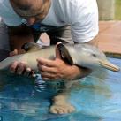 thumbs amitie avec un dauphin et un penguin 004 Une amitiÃ© avec un dauphin et un Penguin (5 photos)