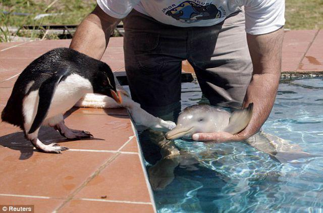 amitie avec un dauphin et un penguin 001 Une amitiÃ© avec un dauphin et un Penguin (5 photos)