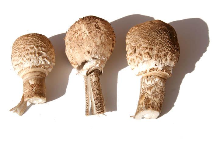 Coulemelle parasol mushroom lepiote elevée