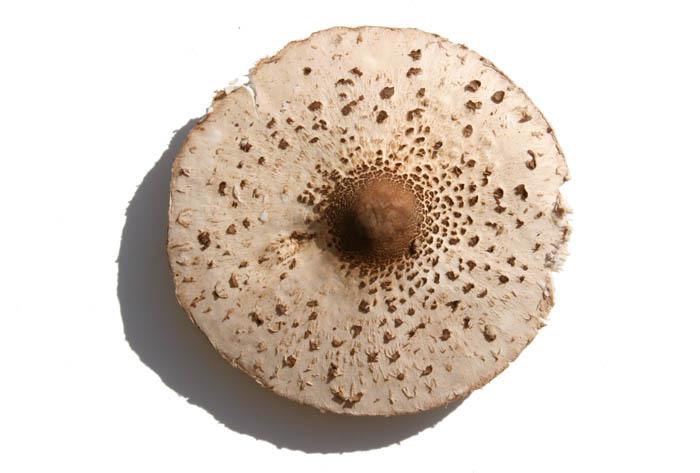 Parasol mushroom lepiote elevee coulemelle