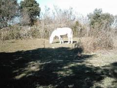 BL CHEVAL0005 (600 x 450).jpg