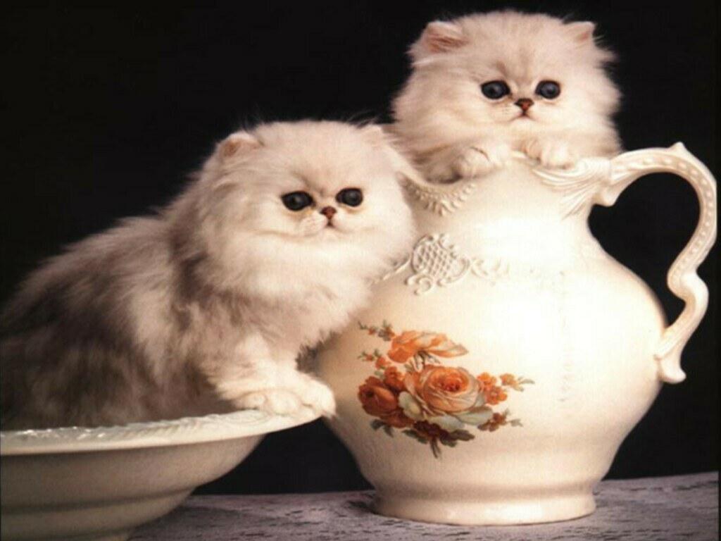 Cup Cats