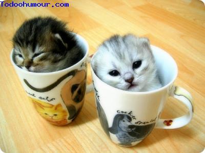 Cup Cats