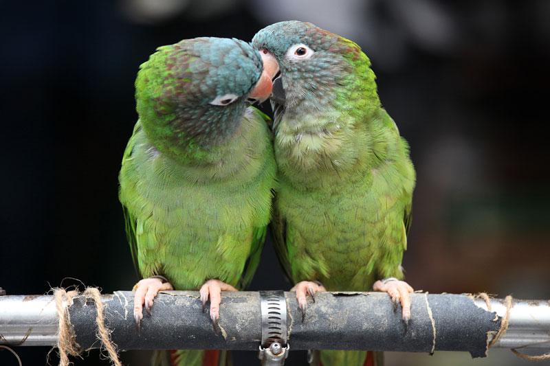 Prise de vue insolite pour de ces deux perroquets sur un marché d’oiseaux, à Hong Kong, jeudi 18 novembre.