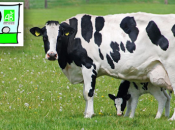 Biolait développe collecte lait dans Combrailles