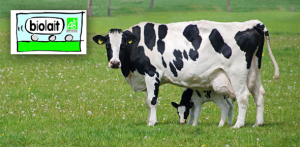 Biolait développe la collecte du lait bio dans les Combrailles