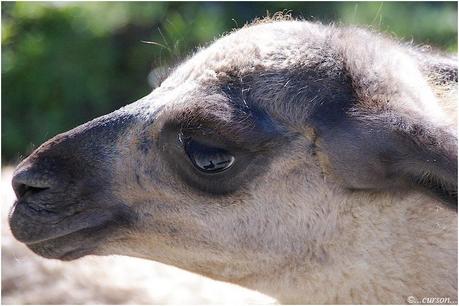 Rencontre avec les Lamas lama1.jpg