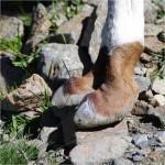 Rencontre avec les Lamas lama3.jpg