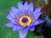 fleur L’étoile caillou (François David)