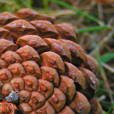 Comme une pomme de pin (René Guy Cadou)