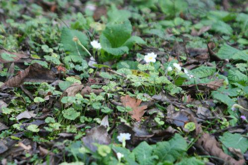 primeveres romi 19 nov 2010 055.jpg