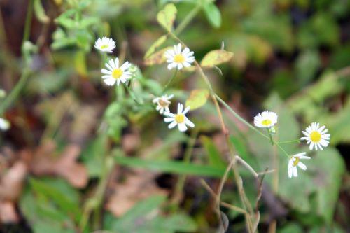 aster romi 19 nov 2010 057.jpg