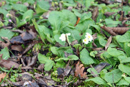 primeveres romi 19 nov 2010 052.jpg