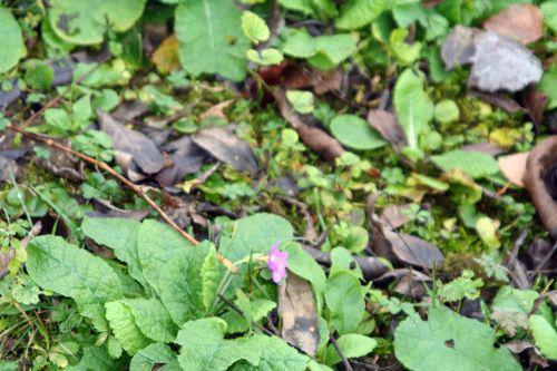 primeveres romi 19 nov 2010 053.jpg