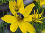 petite abeille fouisseuse solitaire…