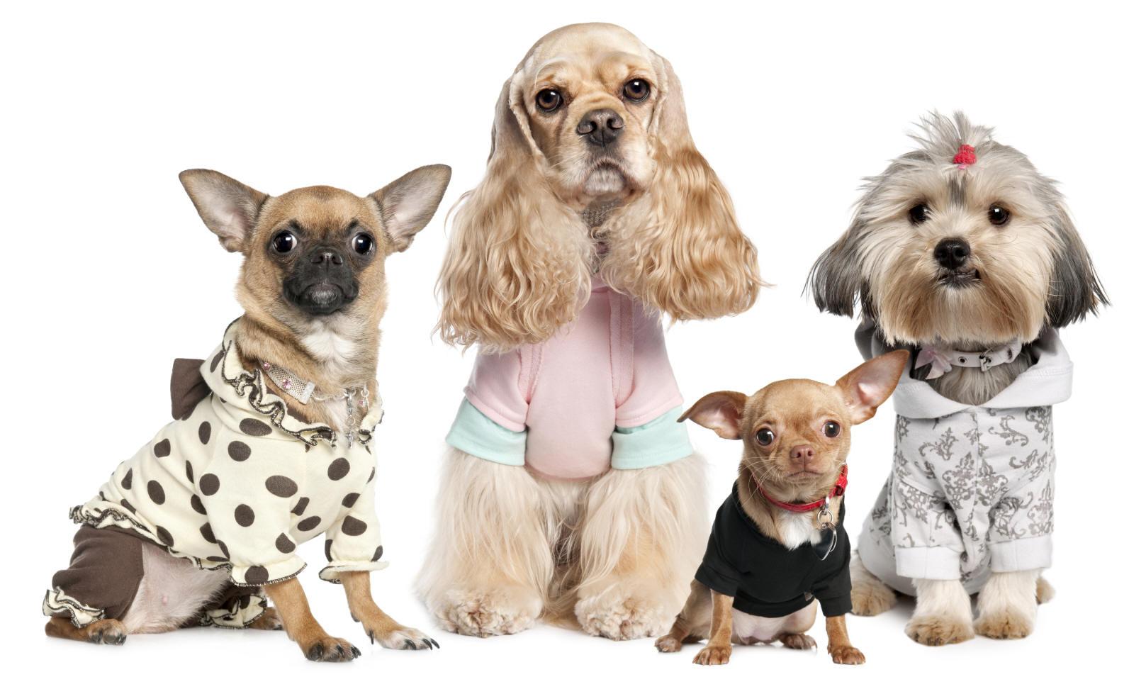 DSquared2 lance La  Dog Couture!
