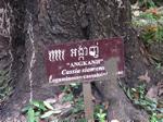Une jardinière à Angkor