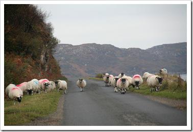 irlande-écosse oct 2010 122