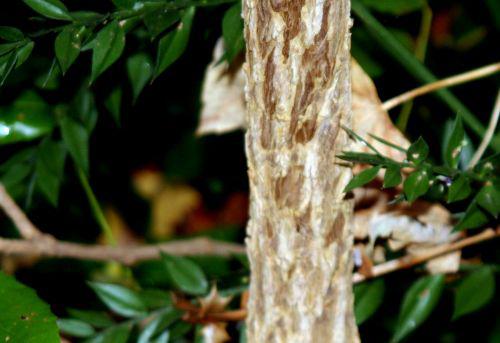 charity écorce 20 nov 2010 011.jpg