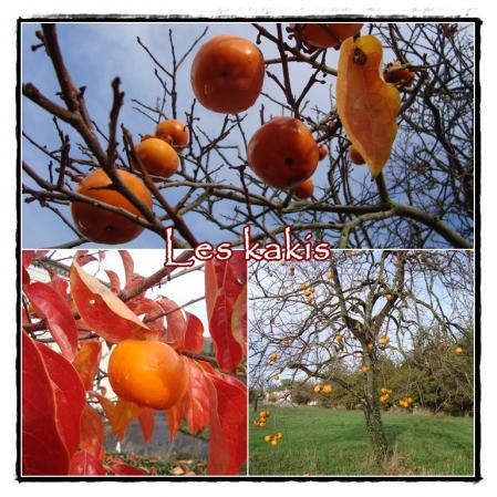 20 novembre 2010, le jardin de Roger à Meschers