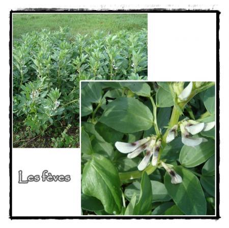 20 novembre 2010, le jardin de Roger à Meschers