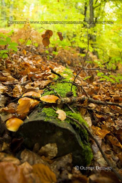 Couleurs d'automne dans les sous-bois
