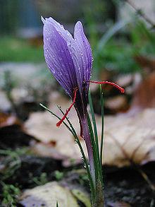 Saffran_crocus_sativus.jpg