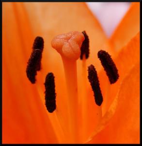 [Macro] Lys