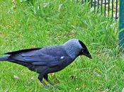 Choucas tours rencontré Parc Floral Source Orléans