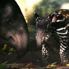 thumbs animaux droles 1009 Animaux drÃ´les du Jour (39 photos)